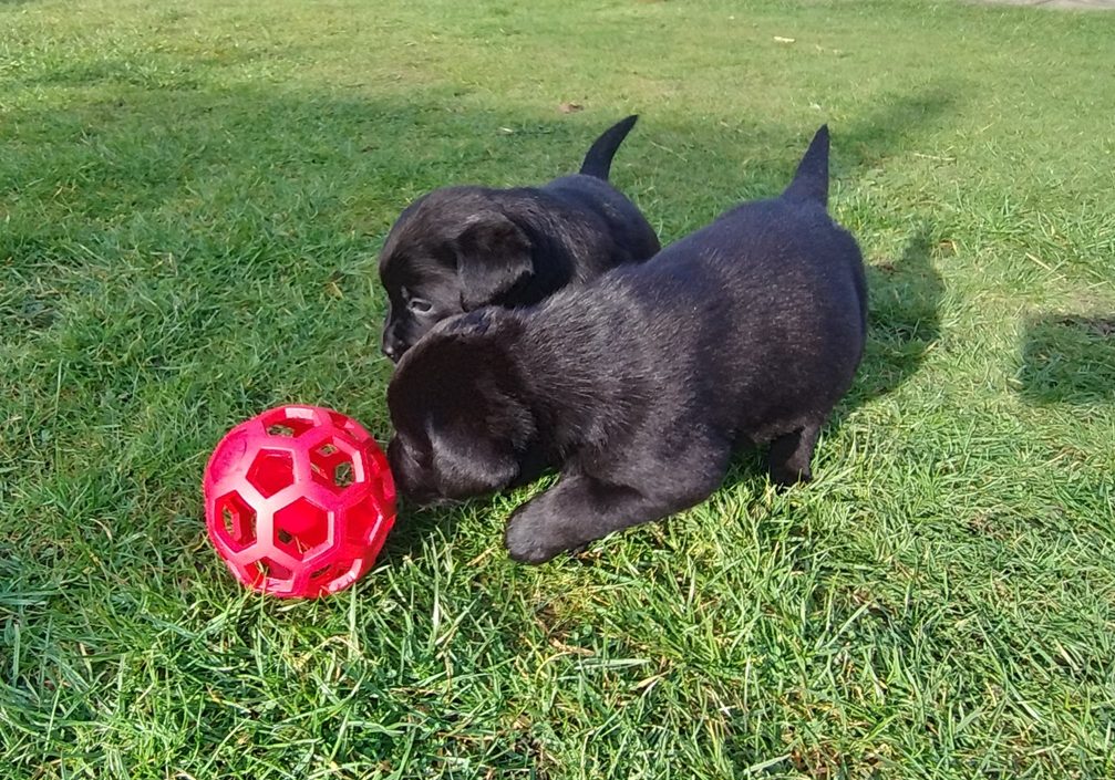 FlexiBall