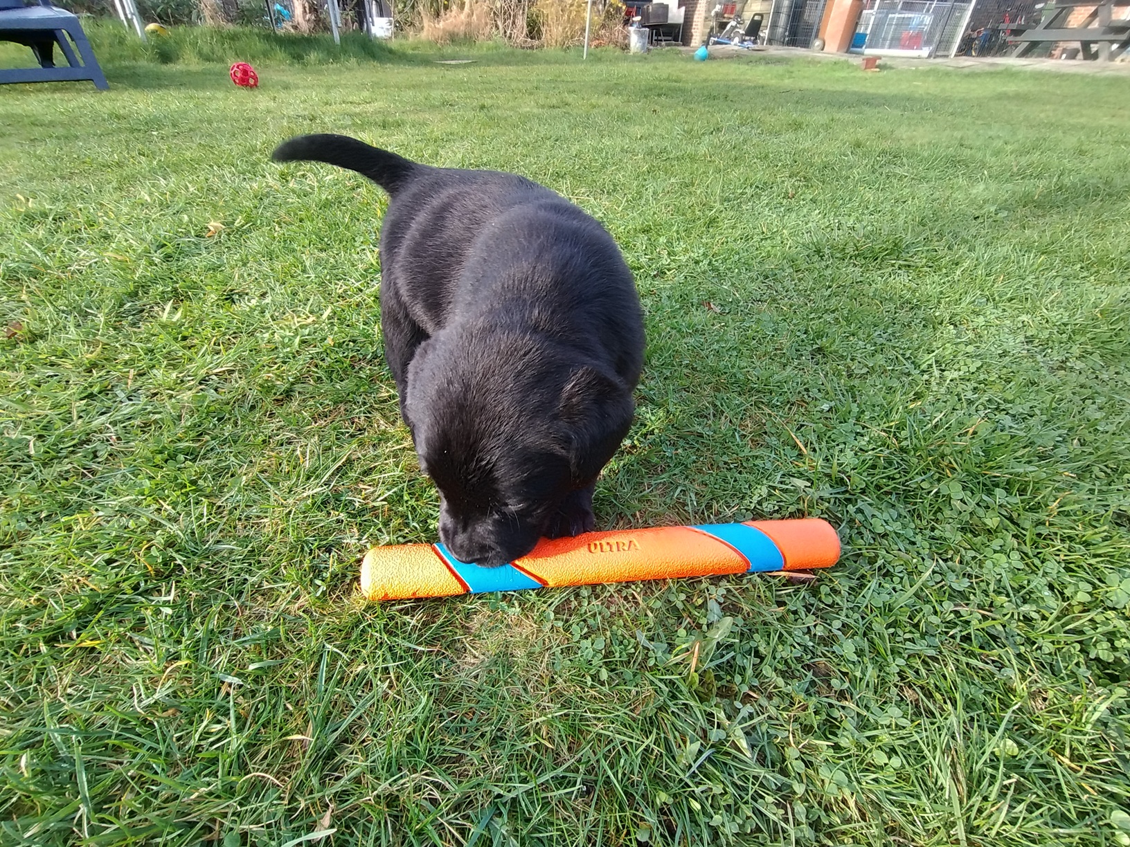Puppy Bite Stick