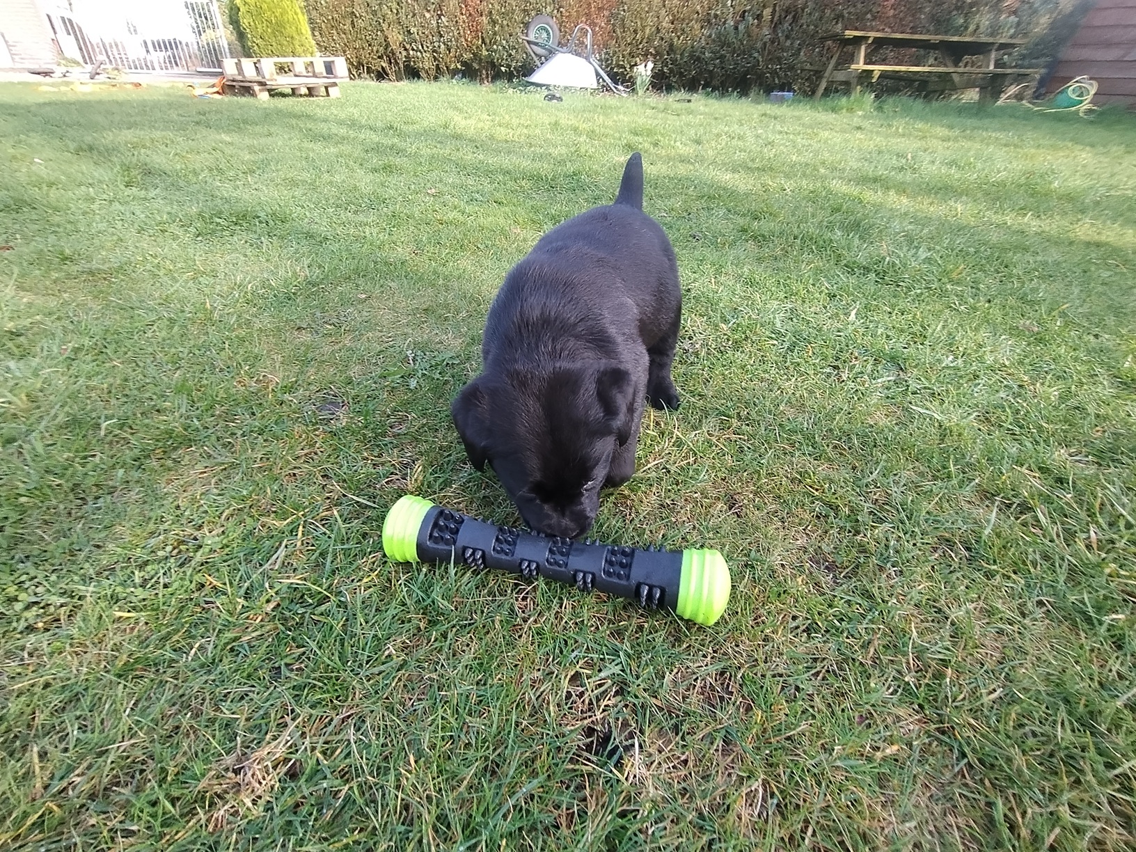 SafeStick